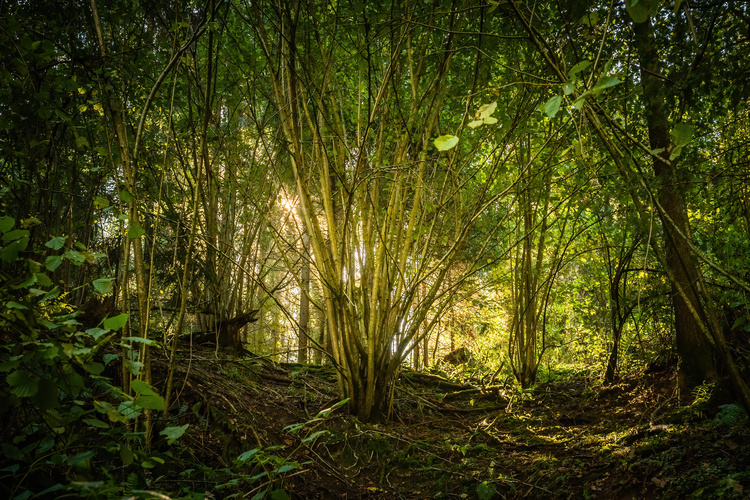 foresta ecosostenibilità materiali di freni e frizioni industriali